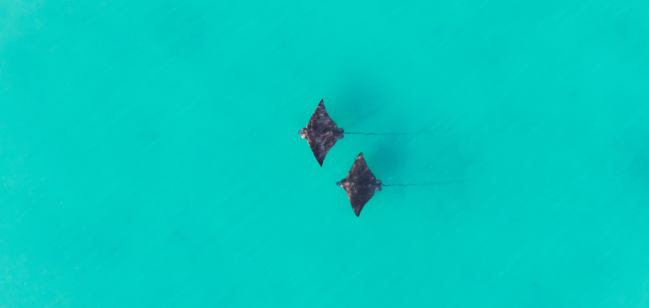 Two manta rays gliding through clear turquoise shallows on a Monsoon Coast fishing safari, Top End